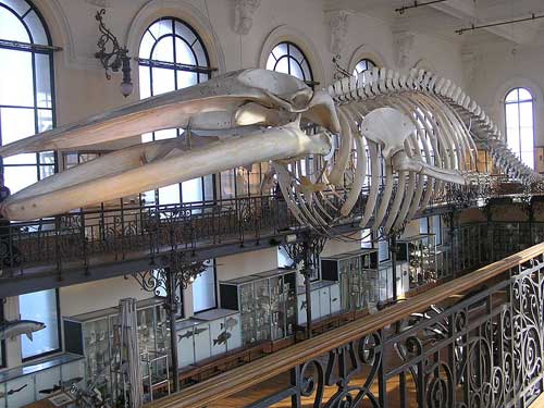 Museo Oceanográfico de Mónaco